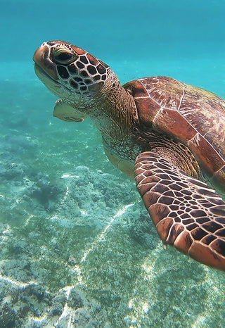 Turtle swimming in the water